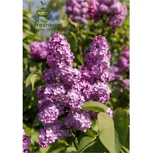 Leylak Çiçeği Fidanı 1 Adet Saksılı/tüplü 30-60cm Behçe Peyzaj Bitkisi