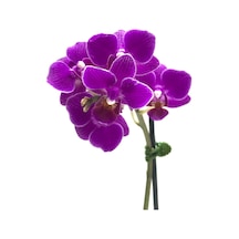 Phalaenopsis Paars (Mor Orkide) 5.5 CM 20-25 CM