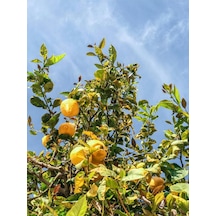 12 Litrelik Saksıda Bodur Enterdonat Limon Fidanı Yaş 3 Boy 80-100cm
