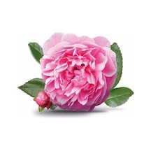 Saksılı Yöresel Isparta Gülü Fidanı 10-20 Cm