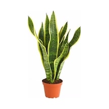 Videolu 1 Adet Sarılı Paşa Kılıcı Fidanı 30-60cm Tüplü Çiçekli Bodur Bitkiler Gladiolus