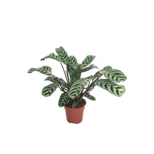 Ctenanthe 'Burle Marxii' Ø12 CM H20-25 CM