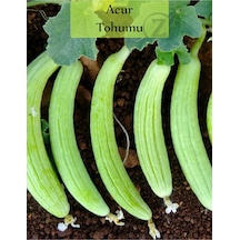 Acur Tohumu 1 Paket 1. Kalite Tohum Kapalı Paket Tohum Acur
