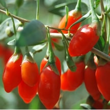 Kırmızı Goji Berry Fidanı 5 Adet