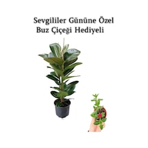 Parlak Canlı Yapraklı Kauçuk Bitkisi Sevgililer Gününe Özel Buz Çiçeği Hediyeli