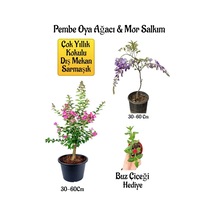 Pembe Oya Ağacı Fidanı+mor Salkım Ağacı Fidanı Buz Çiçeği Bahçe Peyzaj Seti