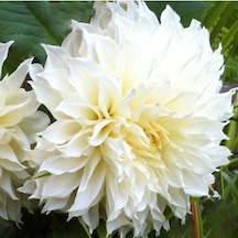 İri Çiçekli White Lace Dahlia Yıldız Çiçeği Yumrusu 1 Adet