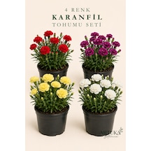 4 Renk Karanfil Tohumu Özel Seti 60+ Ad Kırmızı, Sarı, Beyaz Ve Mor Karanfil Tohumu