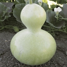 Doğal Calabash Süs Su Kabağı Tohumu 5 Tohum N114224