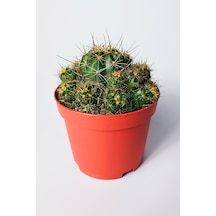 Çok Yavrulu Kaktüs Lobivia Maximiliana 8.5 Cm Kırmızı Saksıda