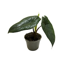 Alocasia Scalprum Fil Kulağı Ø5,5 Cm Y0-10 Cm