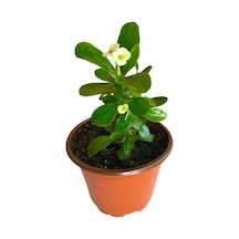 Efhorbia Küçük Boy Dikenler Tacı Fidanı Beyaz 10-20 Cm
