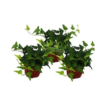 Mini Hedera Salon Sarmaşığı- (Hedera Helix Green) 3 Adet Saksıda