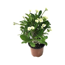 Saksılı Sarı Dikenler Tacı Japon İğnesi Euphorbia Milii 5-15 Cm