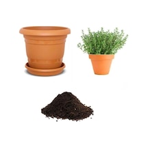 Aromatik Dağ Kekik Tohumu, 10 Adet Ekim Seti, Toprak Ve Saksı Dahil