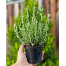 "2 Adet Biberiye Fidanı - Ev Ve Bahçe İçin Aromatik Bitki"1 Yaş