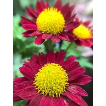 Videolu Çeşme Papatyası Kırmızı Renk 20 35 Cm 1 Adet Saksılı Canlı Bitki Anthemis Chia