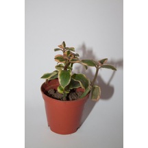 Crassula Sarmentosa Variegata Sarkan Sukulent Tekli 5,5 Cm Saksıda
