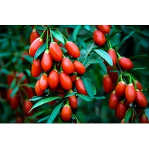 Kırmızı Goji Berry Fidanı 2-3 Yaş