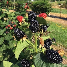 Tüplü Jumbo Böğürtlen Fidanı 1 Yaş - İri Meyveli