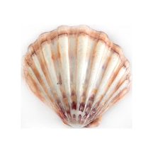 Lyropecten Polıshed 6 Inç Unpaır Turuncu