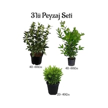 Viburnum Kartopu Fidanı+defne Fidanı+çalı Şimişiri 3'lü Bahçe Peyzaj Seti