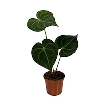 Anthurium Clarinervium Ø8,5 Cm 15-20 Cm