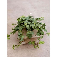 Dekoratif Kaya Sarmaşığı 40-60 Cm Formlu Ve Canlı Hedera Helix