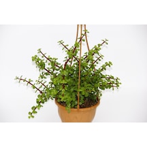 Yeşim Ağacı Crassula Portulacaria Askılı Saksı