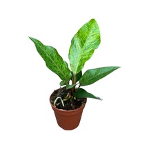 Anthurium Hookeri 'variegata'