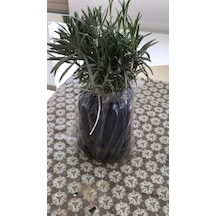Bahçe Tipi Lavanta Fidanı 5 Adet 15-25 Cm İntermedia N11.27024