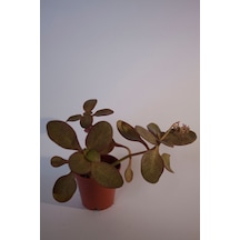 Peri Yeşim Bitkisi Crassula Multicava Sukulent Tekli 5,5 Cm Saksıda