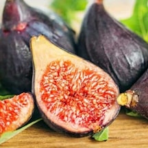 Seneye Meyve Durumda Soğuklara Dayanılı Ficus Carica Ronde De Bordeaux İncir Fidanı Kendine Verimli