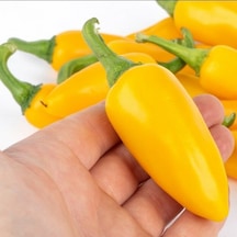 Jalepeno Yellow Çok Acı Biber Tohumu 15 Tohum