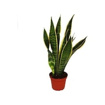 Videolu 1 Adet Kılıç Çiçeği Fidanı 20-40cm Saksılı Çiçekli Bodur Bitkiler Gladiolus