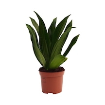 Dracaena Compacta - 12 Cm Plastik Saksıda