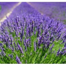 Nura Botanik Serada Decor Plant Tüplü Yoğun Kokulu Aromatik Lavanta Fidanı