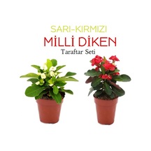 2'li Takım Seti Sarı-kırmızı Milli Dikenler Tacı Çiçeği
