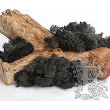 Reindeer Moss Siyah Şoklanmış Norveç Yosunu 30gr