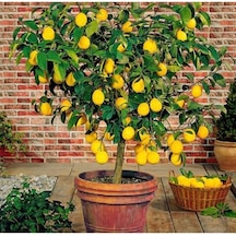 Saksılı Bodur Limon Fidanı, 2 Yaş, Meyve Veren Mayer Limon Ağacı Fidesi