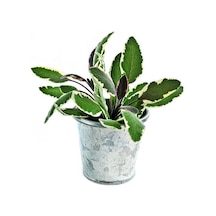 Harika Kokulu 1 Adet Adaçayı Fidanı 40-60cm Saksılı Rosemary Seedling