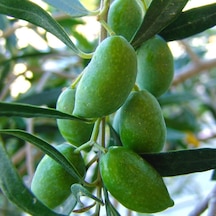 Tüplü 1 Yaş 2 Adet Gemlik Zeytin Kırmalık