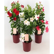 Karışık Renk Mandevilla 30 60 Cm Saksılı Tırmanıcı, Çiçekli Bahçe Bitkisi