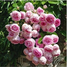 Saksılı Yediveren Pembe Beyaz Sarmaşık Ponpon Gül Fidanı 5 Adet 15-25 Cm