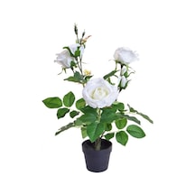 Yediveren Saksılı Beyaz Gül 20-30cm 10 Adet