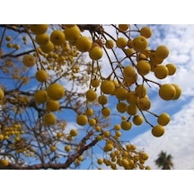 Tüplü Tesbih Ağacı Fidanı - Bahçenizde Zarafet Ve Gölge