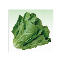 Paris İsland Marul Tohumu 100+ Tohum N118223