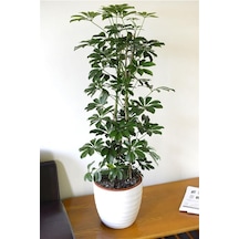 Videolu Yeşil Şeflera Bitkisi 50 80 Cm 1 Adet Saksılı Iç Mekan Bitkisi Schefflera