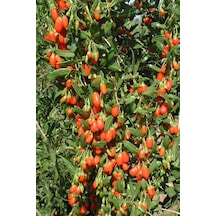 Goji Berry(Kurt Üzümü) Fidanı