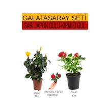 2'li Takım Seti Sarı Japon Gülü+ Kırmızı Gül+ Hediyelik Kırmızı Gül Fidanı